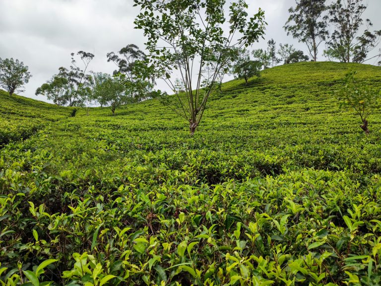 Von der Pflanze zur Tasse – die Reise des Tees